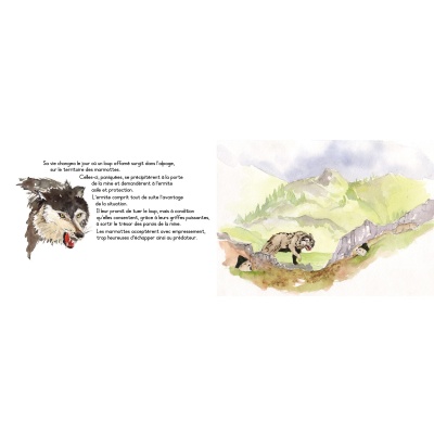 Du rififi chez les marmottes