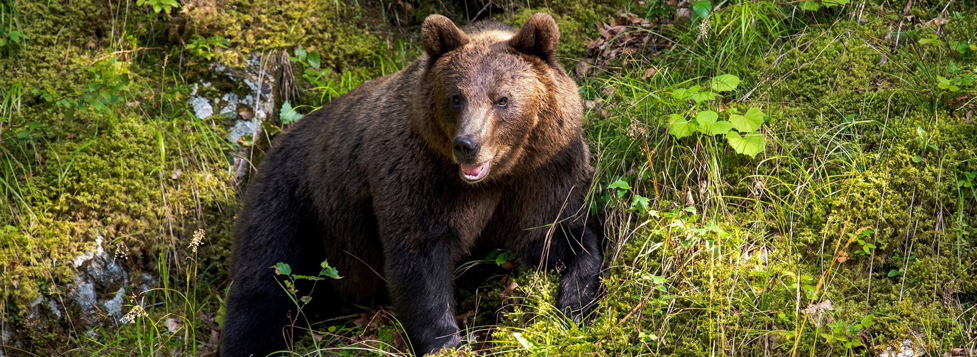 A la découverte de l'ours brun