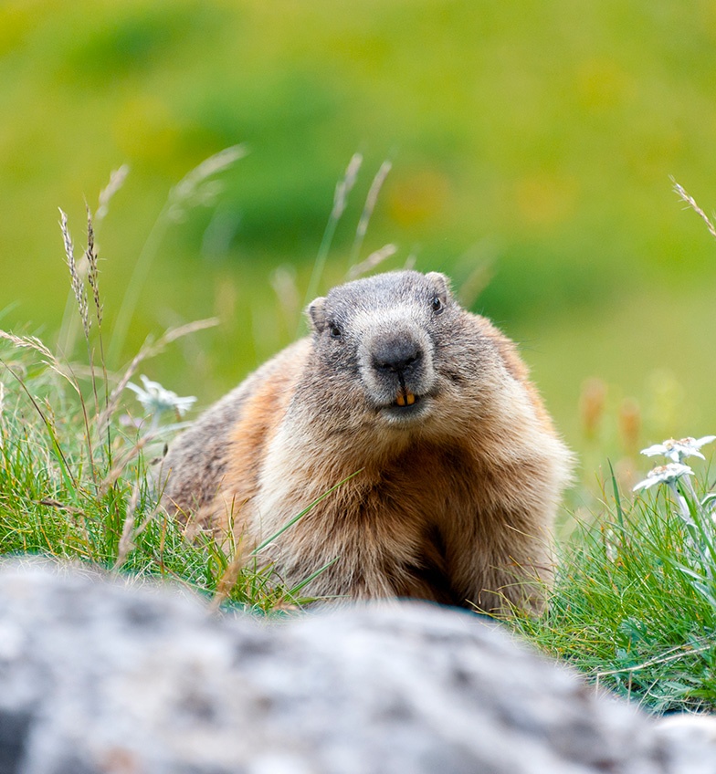 La marmotte, star estivale des montagnes
