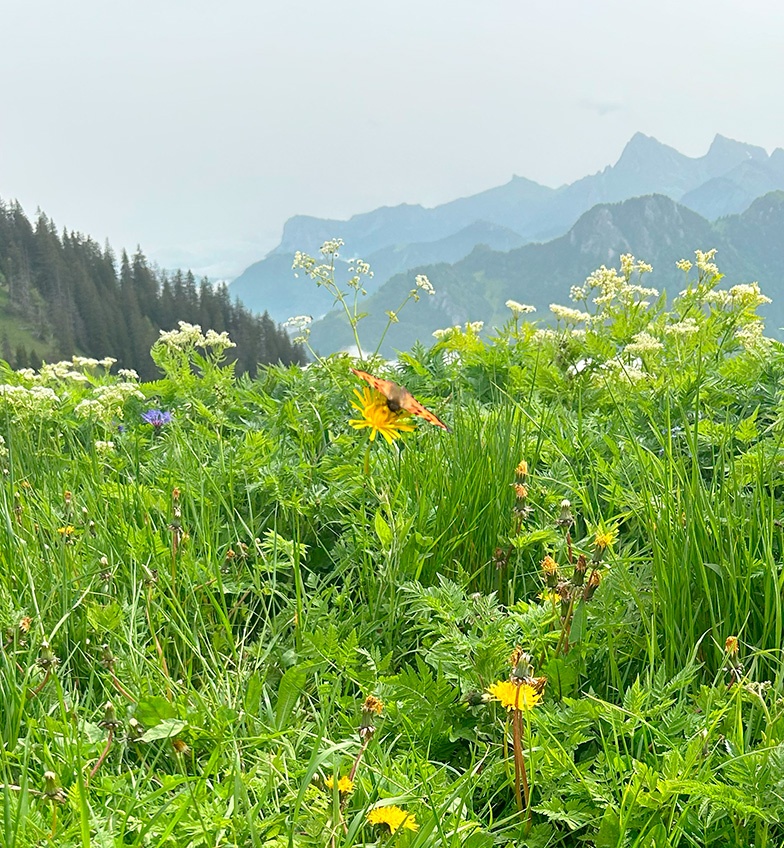 La minute papillons de montagnes