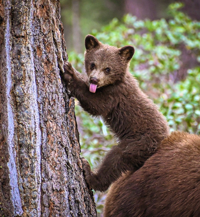 A la découverte de l'ours brun